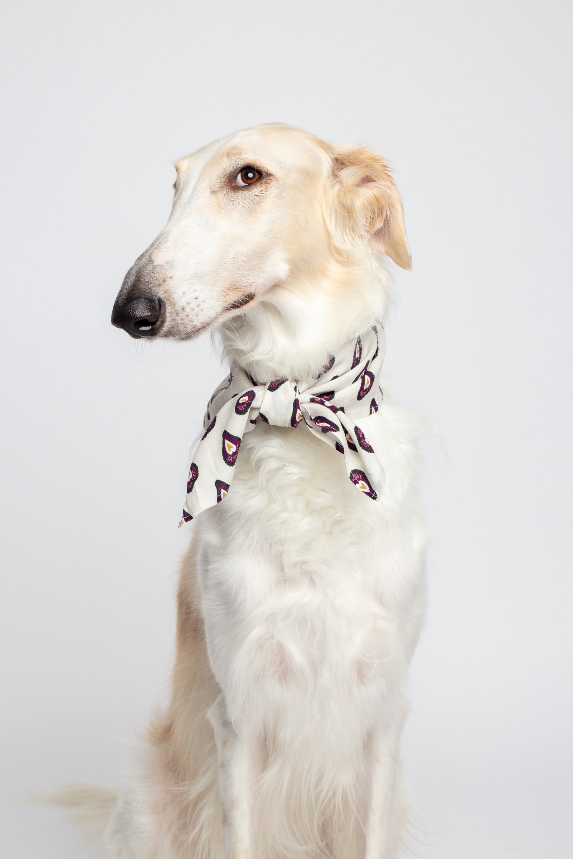 An elegant portrait of a white Borzoi dog against a light background. The dog sits in a dignified pose, looking to the side, with its neck adorned by a stylish light-colored scarf featuring a purple heart pattern, tied in a neat knot. The soft lighting highlights the dog's long snout and graceful features.